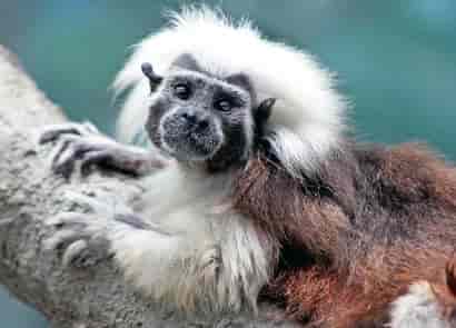 動物図鑑・ワタボウシタマリン